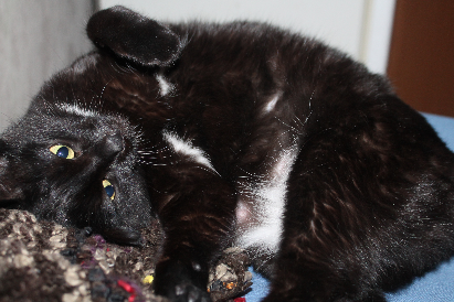 Котовторник 9.01.2018