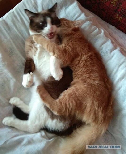 Котовторник 9.01.2018