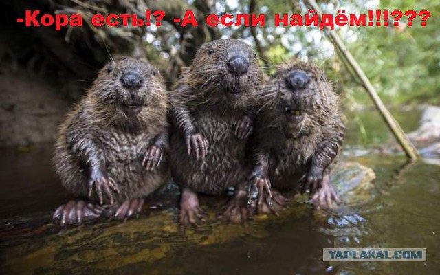 Подборка интересных и веселых картинок