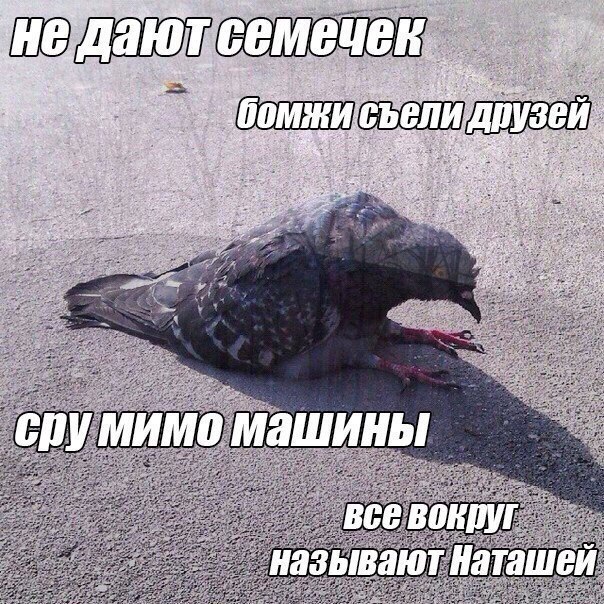 Смешные комментарии из социальных сетей 20.04.2018