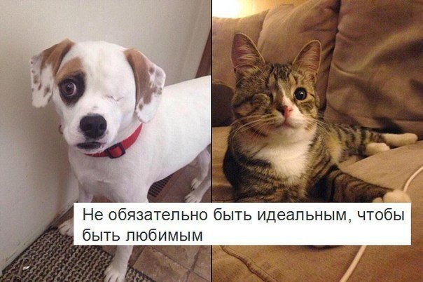 Подборка настоящих котов