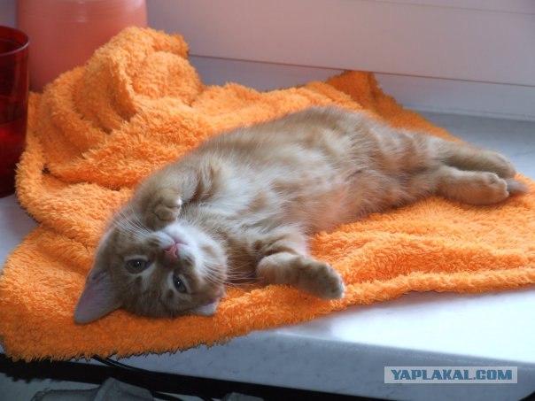 Котовторник на ЯПлакалъ (10.06.08), прикольные коты, добавляем свои!