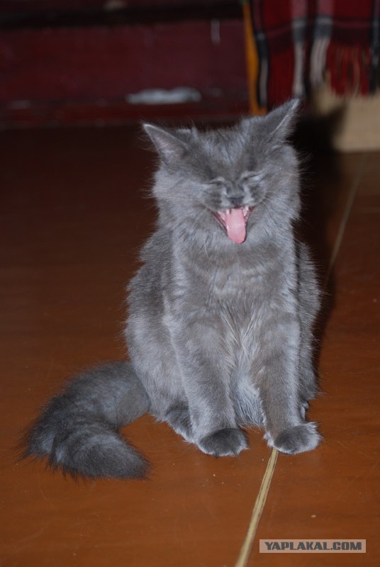 Ура, котовторник! (01.07.2008)