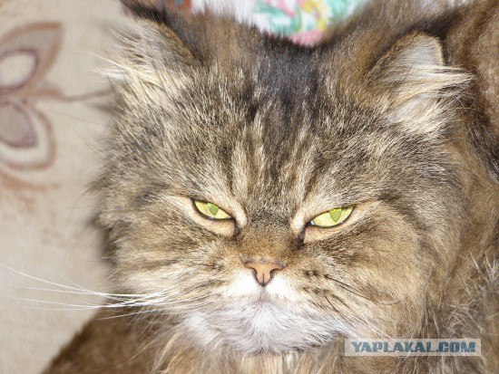 Коты на вторник на ЯПлакалъ (07.10.2008)