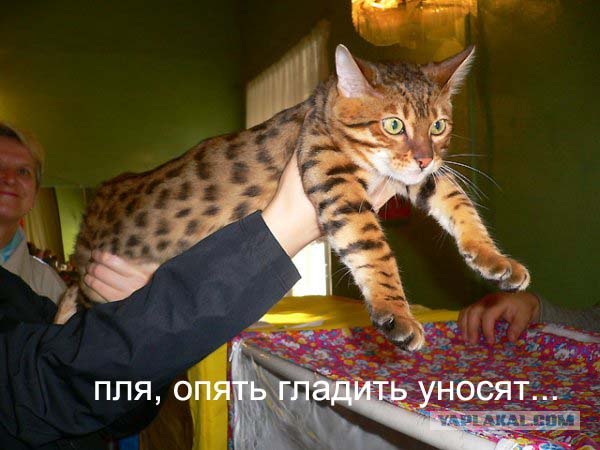 А может все-таки погладим?