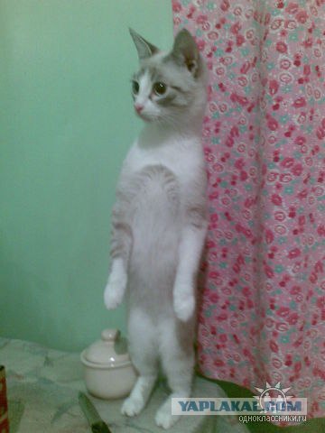 Котовторнику Да (09.12.08)