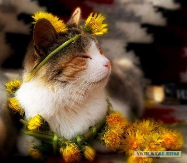Котовторник, Весна, Цветы!