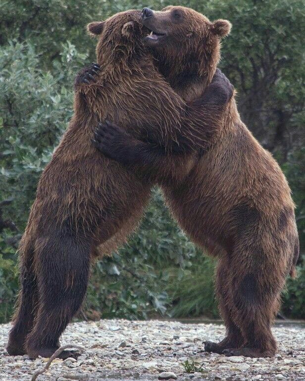 Милые животные. Мимиметр сломался