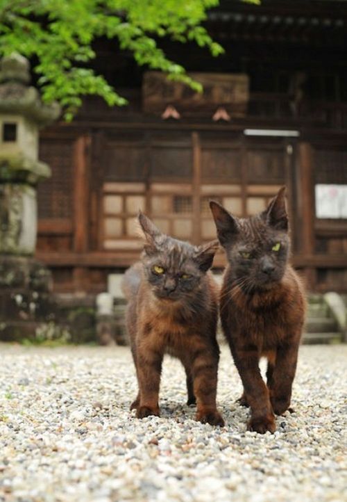 It's Catursday Fever! (Котовторник)