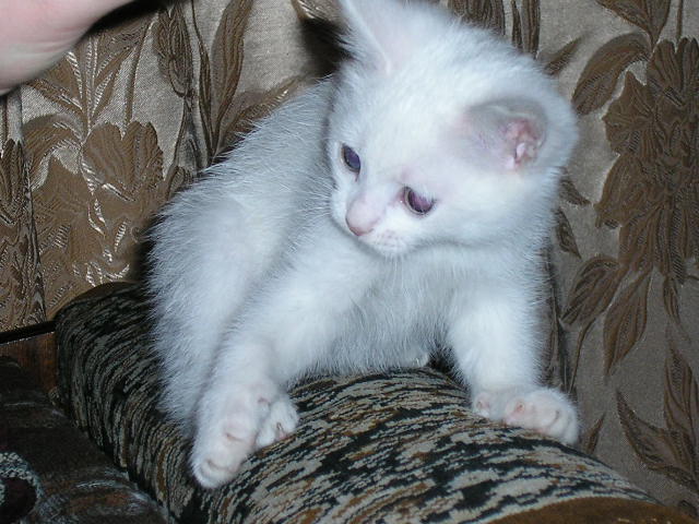Котовторник уже сегодня!