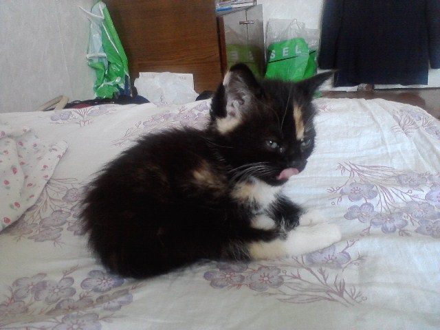 Котовторник  07.06.11