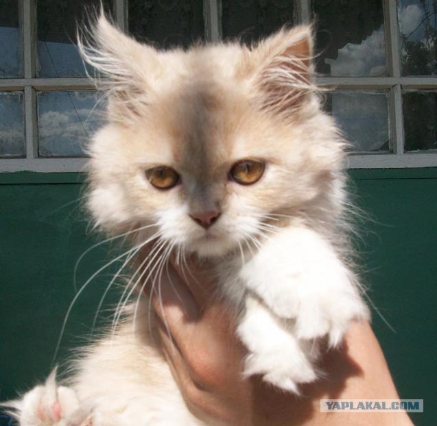Котовторник объявляется открытым!