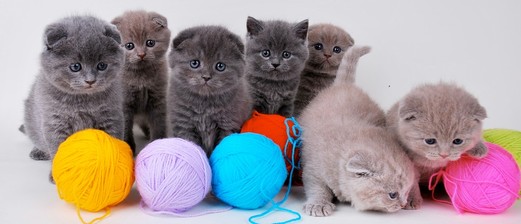 Котовторник 06.09.11