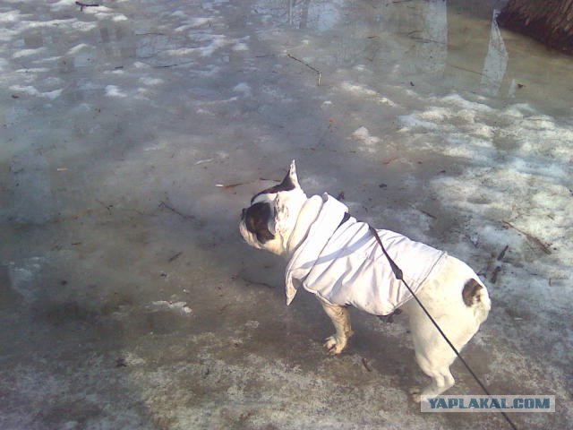 Роллик