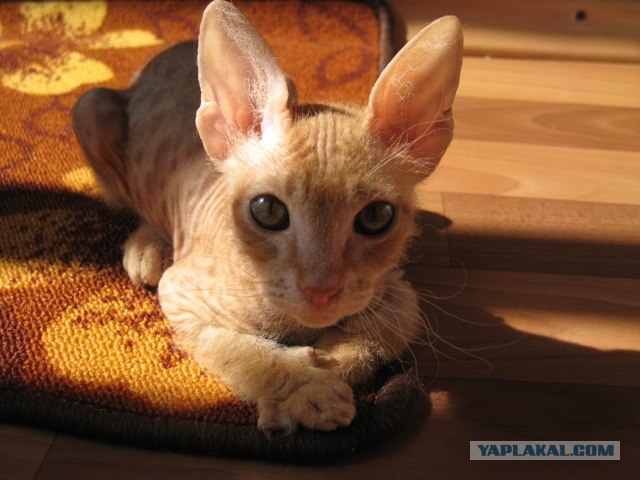 Котовторник (31.01.2012)
