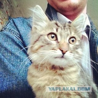 Котовторник 10. 07. 2012