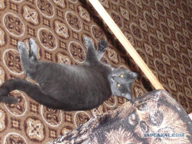 Котовторник  16.10.12