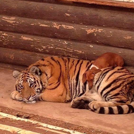 Дикий котовторник