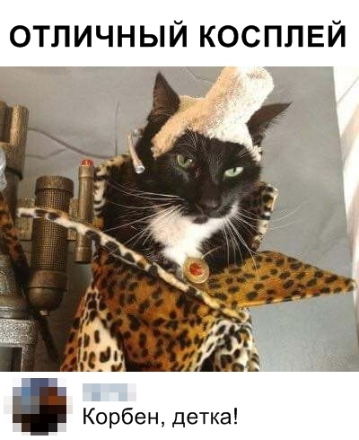 Забавные фото котеек