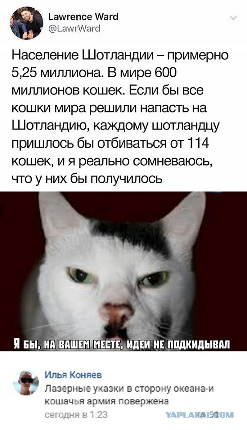 Котята с внешностью «оборотней»