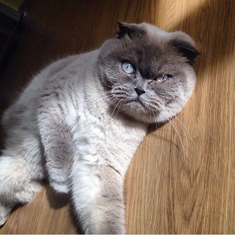 Забавные картинки с котами из сети
