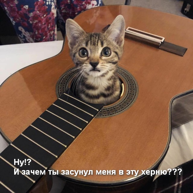 Котовторник 03.03.2020