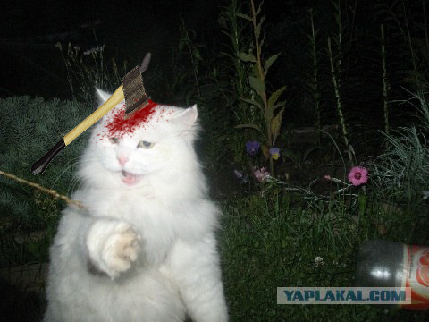 Отжабте моего кота
