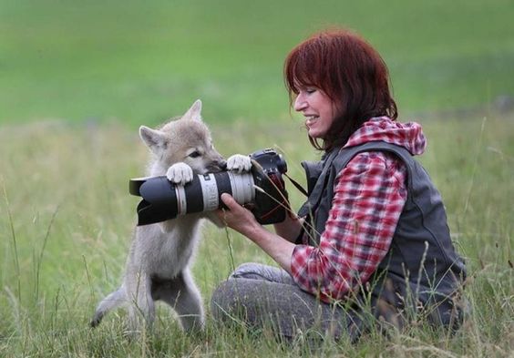 Пост шедевральной милоты: как любопытные животные мешают фотографам