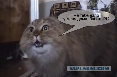 И опять говорящий кот (no no no cat)