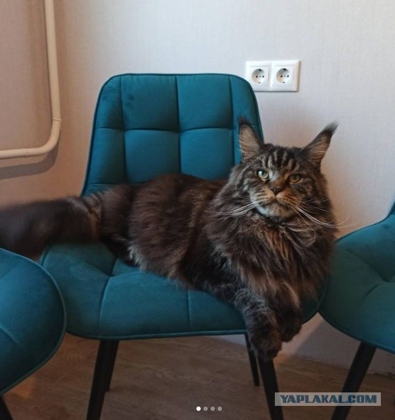 Хоба! Котовторник!