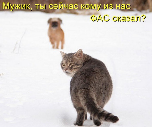 Баянисто-небаянистый юмор 04.08.21