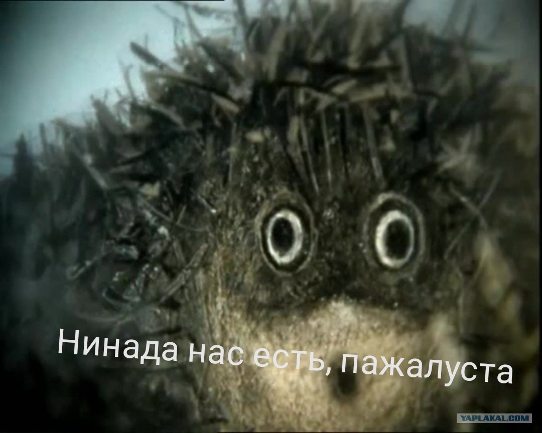 Рингтон Ежик