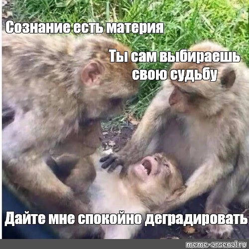 Почему обезьяны пинают х*и?