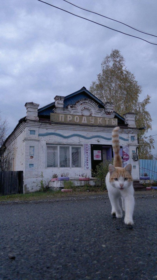 Коты деревенской породы