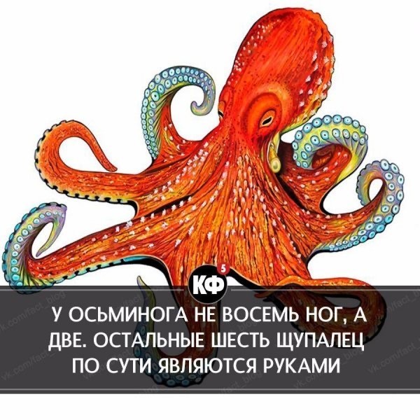 Всемирный день осьминога