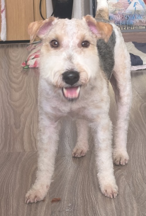 Давай купим собачку