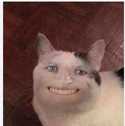 У меня самый красивый кот на свете!