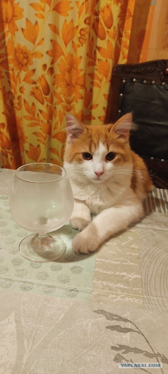 Фотки красивого кота.