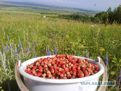 Земляника.