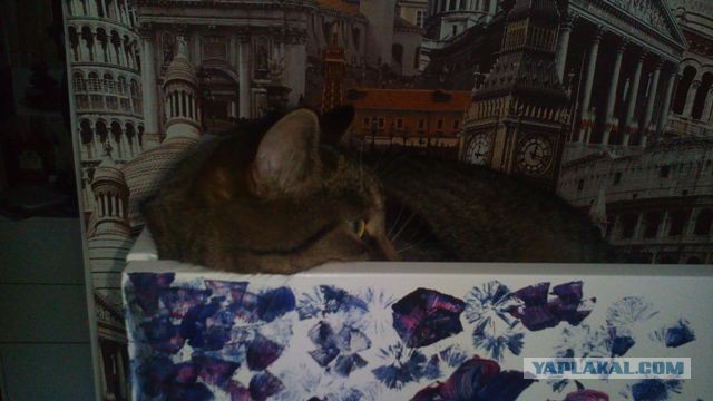 Котовторник 05.08.2014