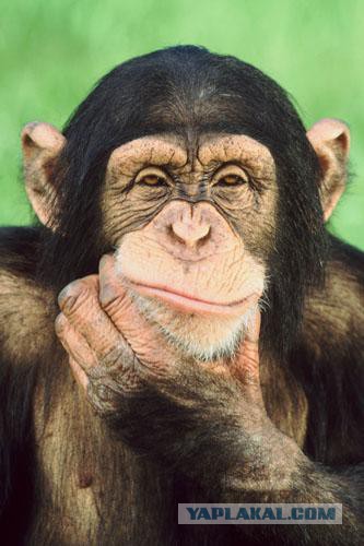 Не всем дано быть красивыми