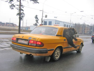 Выгуляй своего медведя, выгуляй скорее!