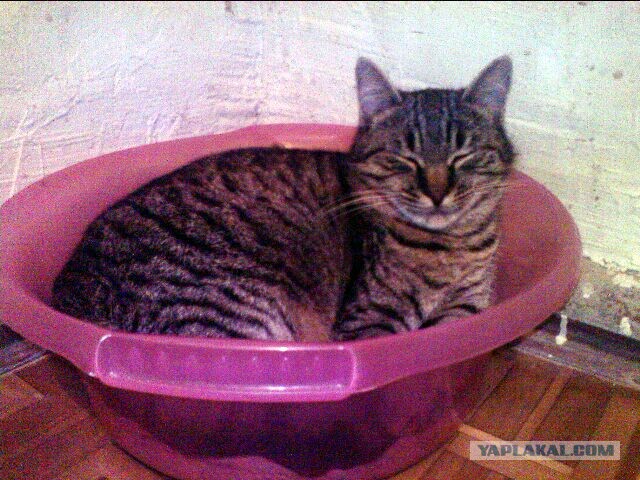 Котовторник 2.12.14