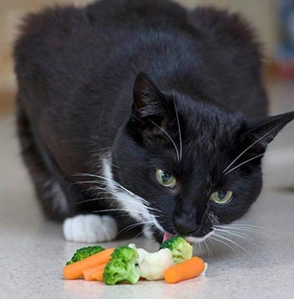 Котэ, которых застали врасплох