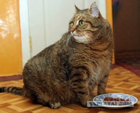 Прыгающие коты