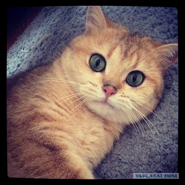 Самые популярные клички кошек и котов