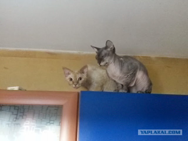 Известные котомемы.
