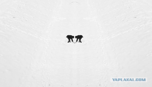 Черное и белое