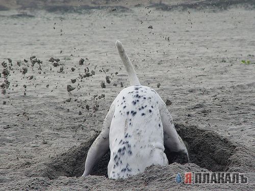 Прикольное зверье