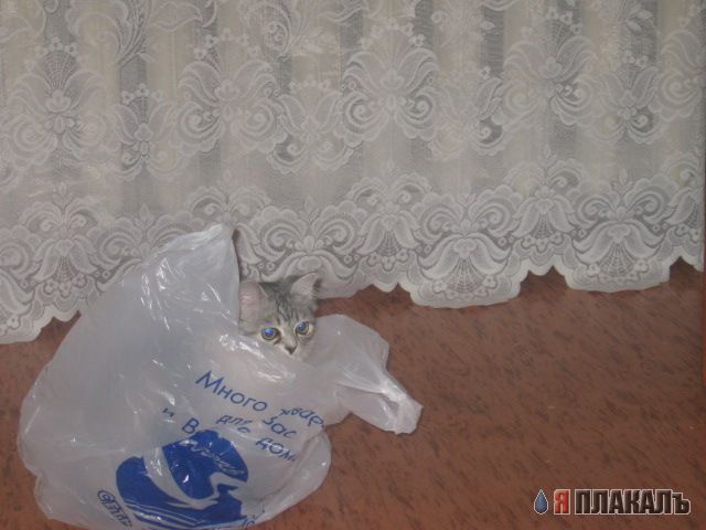 Когда кота прет не по детски